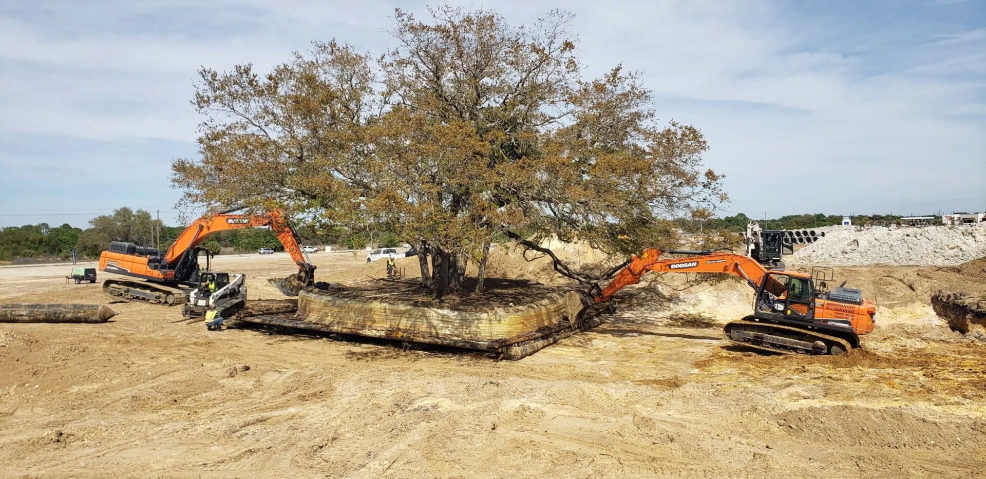 kimley-horn arborists